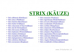 Strix (Käuze)